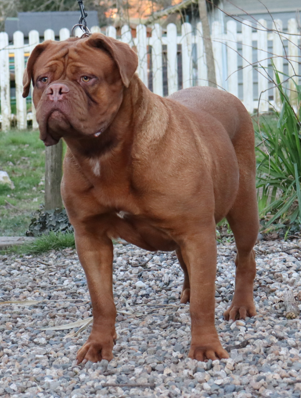 Chiot rottweiler près de Montauban
